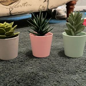 Plant succulents